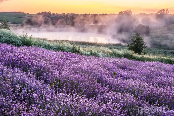 Canvas Colorful flowering lavandula or lavender field in the dawn light.