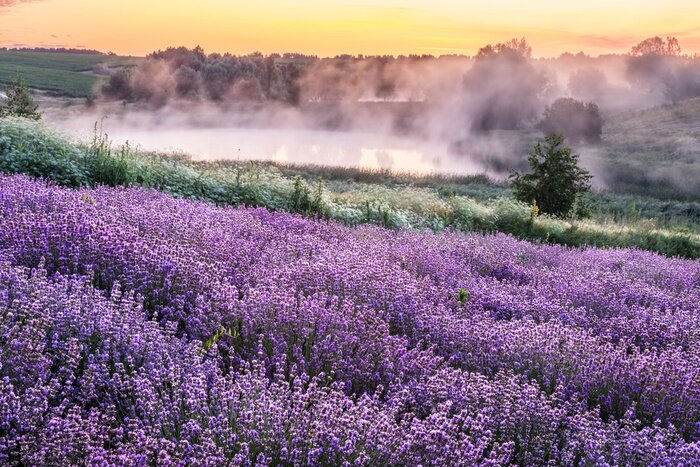 Canvas Colorful flowering lavandula or lavender field in the dawn light.