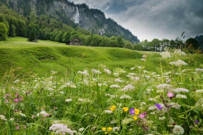 Canvas colorful wildflower meadow and old hut in a mountain landscape with waterfall
