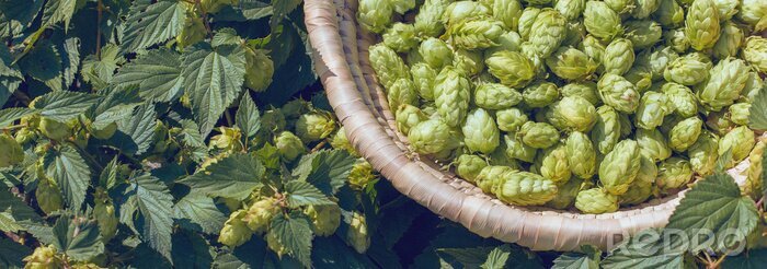 Canvas Cones of hops in a basket for making natural fresh beer, concept of brewing. Beautiful panoramic image, tinted.
