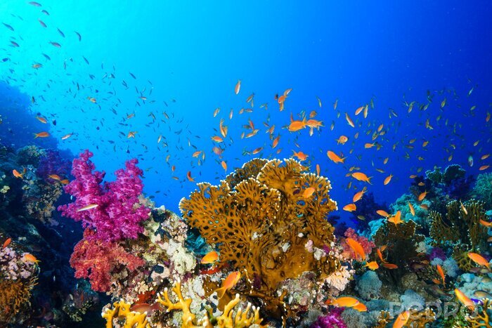 Canvas Coral Reef at the Red Sea, Egypt