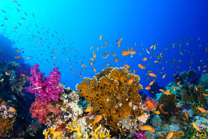 Canvas Coral Reef at the Red Sea, Egypt