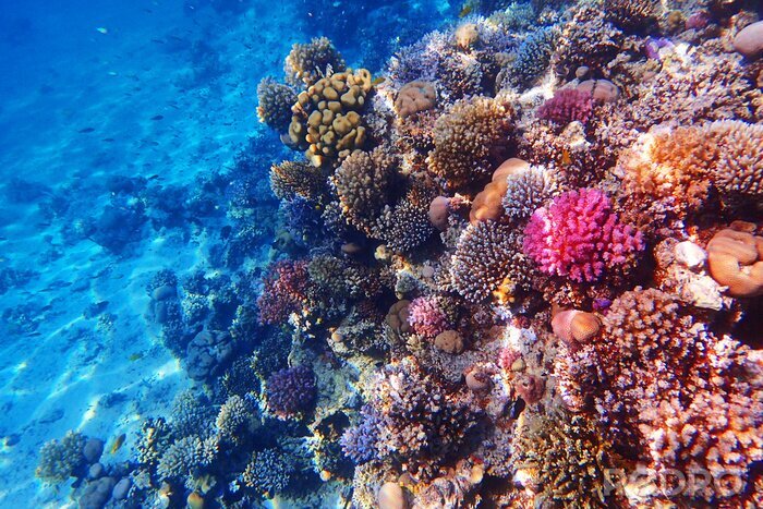 Canvas coral reef in Egypt