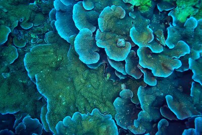 Canvas coral reef macro / texture, abstract marine ecosystem background on a coral reef
