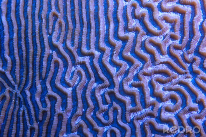 Canvas coral reef macro / texture, abstract marine ecosystem background on a coral reef