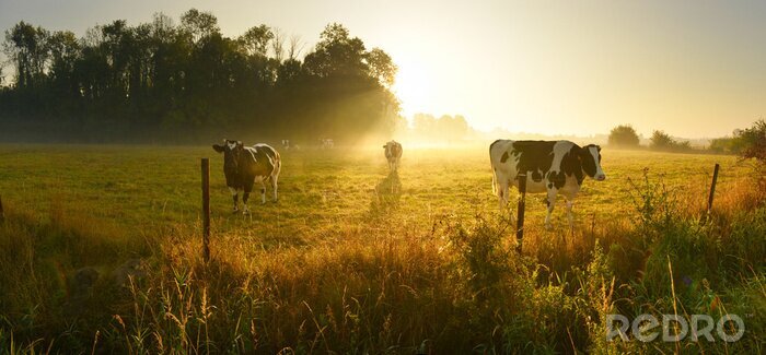 Canvas Cows on sunrise meadow