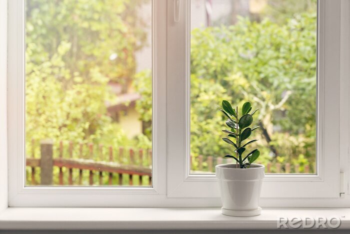 Canvas crassula bloem in pot op vensterbank