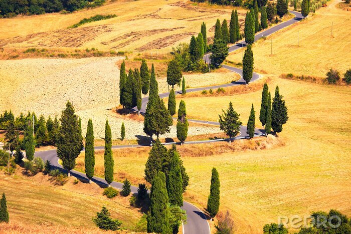Canvas Cypress boom schilderachtige weg in Monticchiello de buurt van Siena, Toscane, I