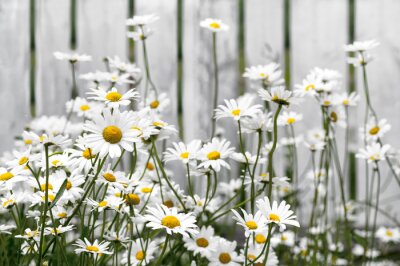 Canvas Daisies against white fence.
