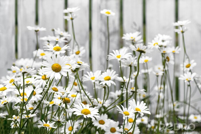 Canvas Daisies against white fence.