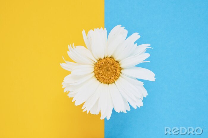 Canvas Daisy flower on blue yellow background. Top view, copy space