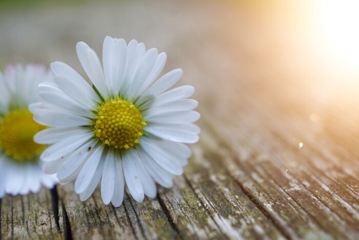 Canvas Daisy flower plant in summer in the nature, daisies in the garden