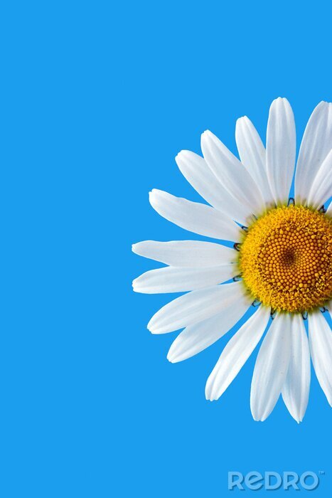Canvas Daisy op blauw