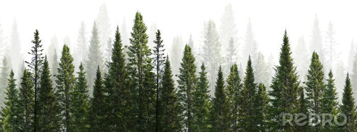 Canvas Dark green straight trees forest on white