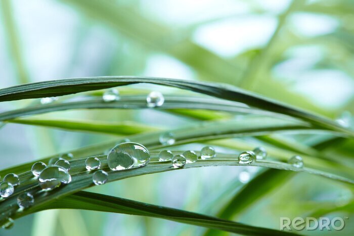 Canvas Dauw op het gras op macroschaal