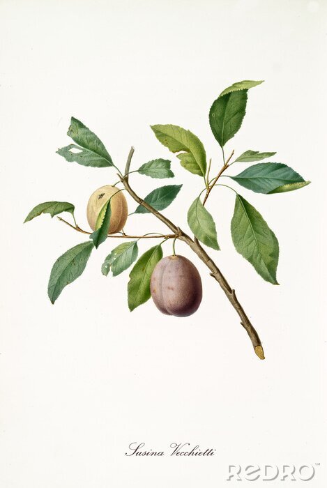 Canvas De aard van een bloeiende pruim op een takje