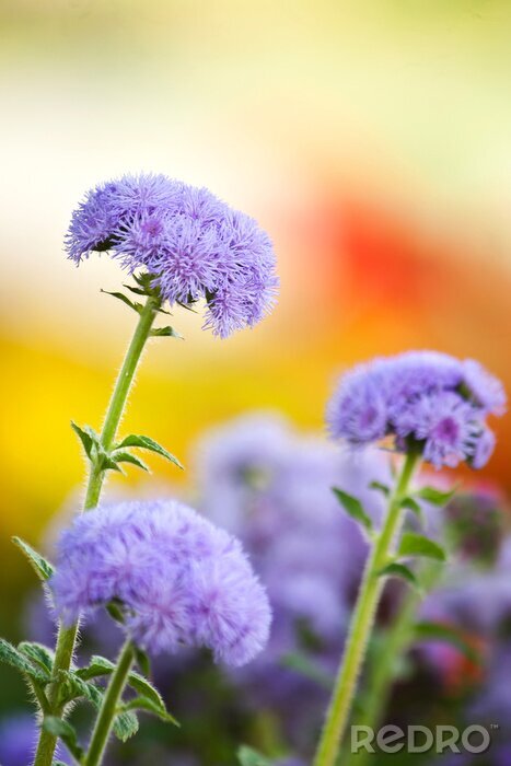 Canvas De aard van het bloeiende vrouwtje