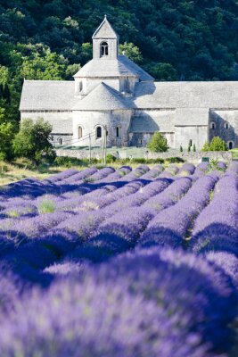 Canvas De Abdij van Senanque met lavendel veld, Provence, Frankrijk