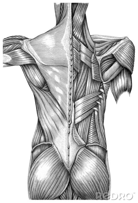 Canvas De anatomie van oppervlakkige spieren steunt uitstekende zwart-witte illustratie op witte achtergrond wordt geïsoleerd die