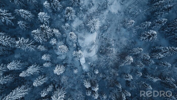 Canvas De hommelfoto van sneeuw behandelde altijdgroene bomen na een de winterblizzard in Litouwen.