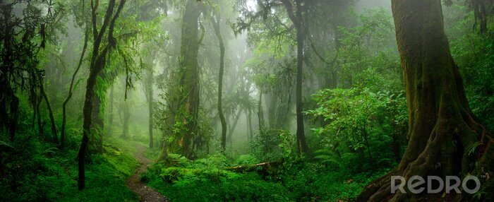 Canvas De jungle van het regenwoud
