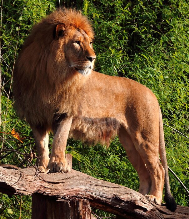 Canvas De leeuwenkoning op een stronk