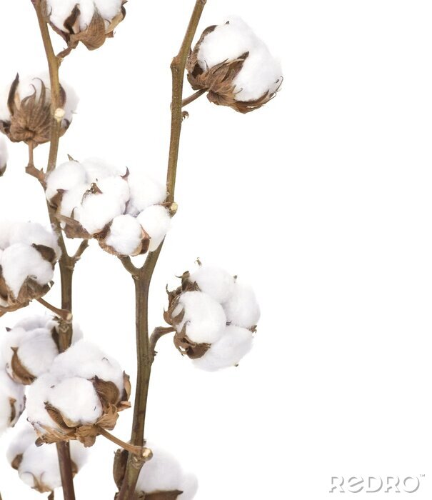 Canvas De natuur in de vorm van katoen