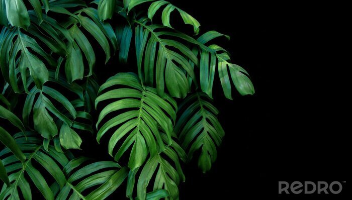 Canvas De natuur van de jungle op zwarte achtergrond