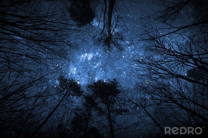 Canvas De opstelling van sterren boven het bos
