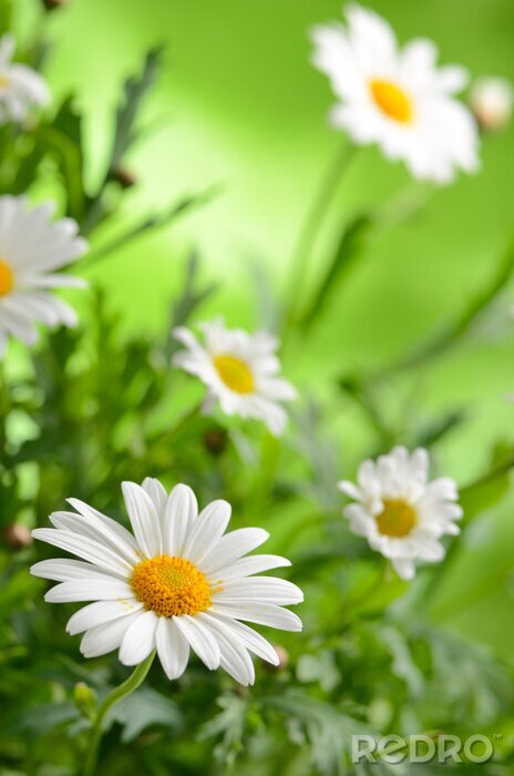 Canvas De schoonheid van de natuur