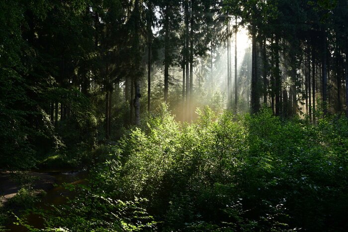 Canvas De stralen van de zon in het bos