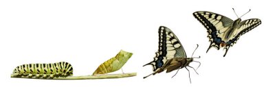 Canvas De transformatie van een insect