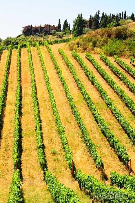Canvas De vlakke velden van Toscane
