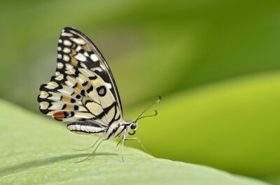 Canvas De vleugels van de vlinder