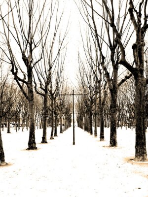 Canvas De weg tegen de achtergrond van winterbomen