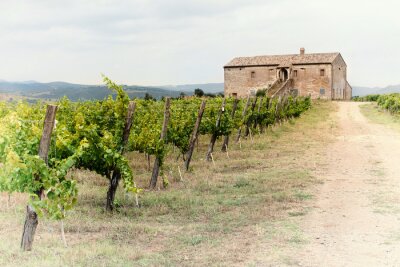 Canvas De wijngaard van Toscanië