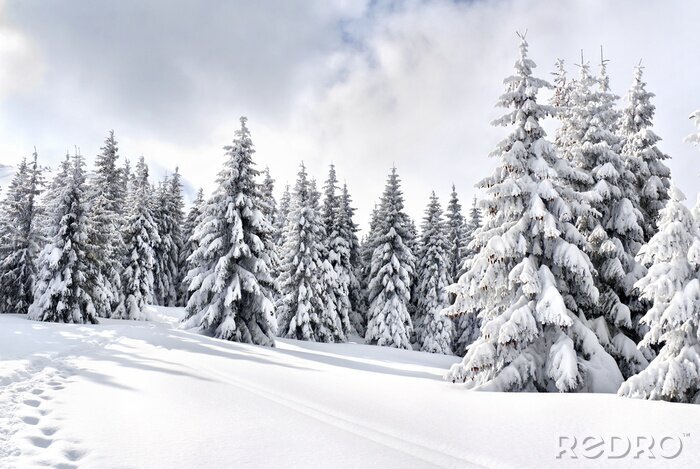Canvas De winterlandschap van bergen met weg met voetafdrukken in sneeuw die in sparbos en open plek volgen. Karpatische bergen