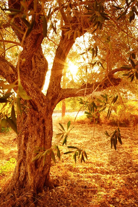 Canvas De zon die door de kruin van een boom gaat