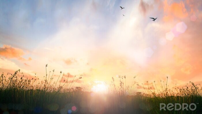 Canvas De zon over de weide