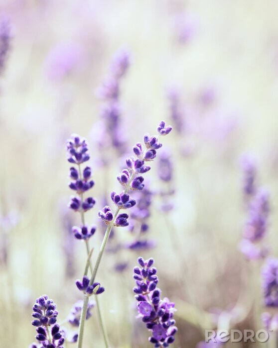 Canvas Delicate lavendel van dichtbij