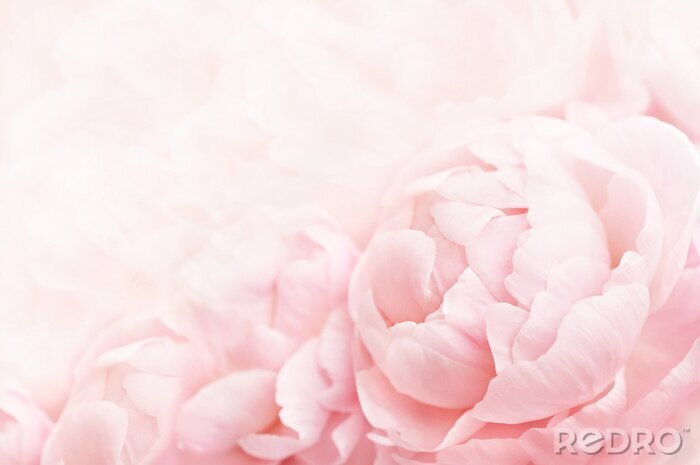 Canvas Delicate pioenroos op een roze achtergrond