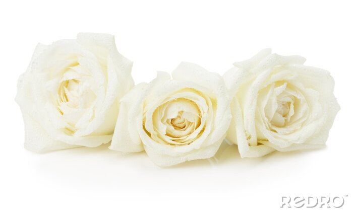 Canvas Delicate rozen in witte kleuren