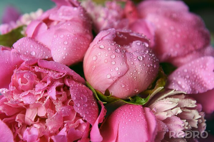 Canvas delicate verse bloemen en knoppen grote roze pioenen met druppels na regen close-up