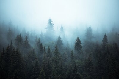 Dennenbos gehuld in mist