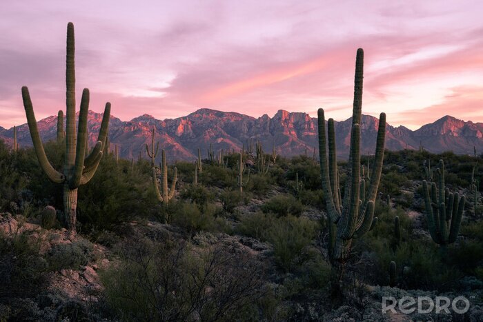 Canvas Desert Sunset in Tucson Arizona