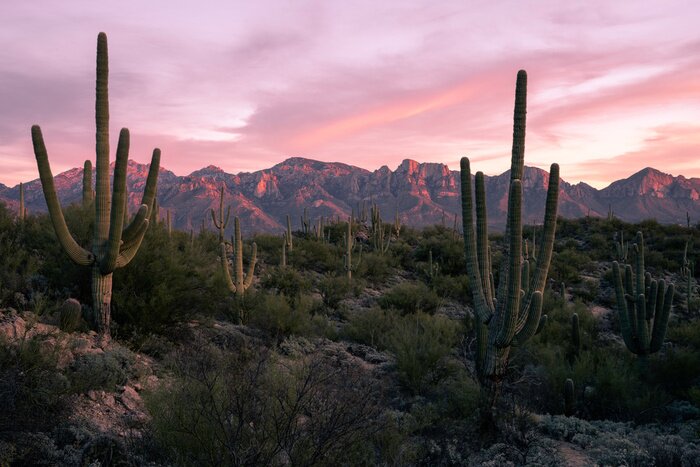 Canvas Desert Sunset in Tucson Arizona