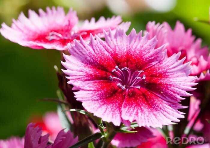 Canvas Dianthus