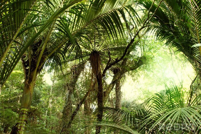 Canvas Dichte tropische jungle in groene kleuren