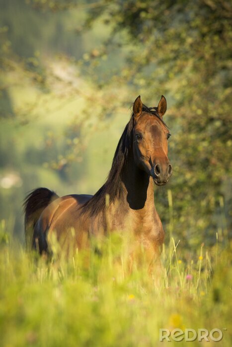 Canvas Dier loopt tussen het gras