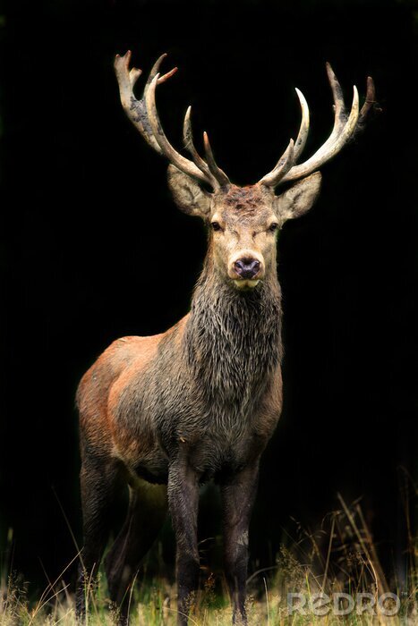 Canvas Dier staat in de schaduw
